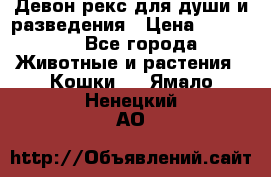 Девон рекс для души и разведения › Цена ­ 20 000 - Все города Животные и растения » Кошки   . Ямало-Ненецкий АО